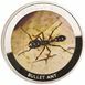 Picture of Zambia, Bullet Ant