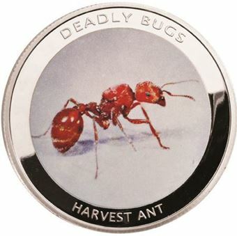 Picture of Zambia, Harvest Ant