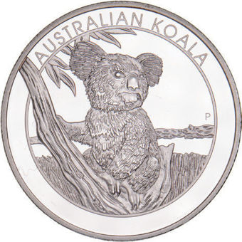 Koala from Novosibirsk Zoo_obv